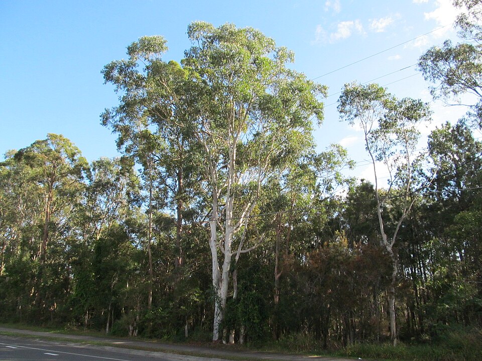 Bush along Underwood Road, Rochedale, Queensland
