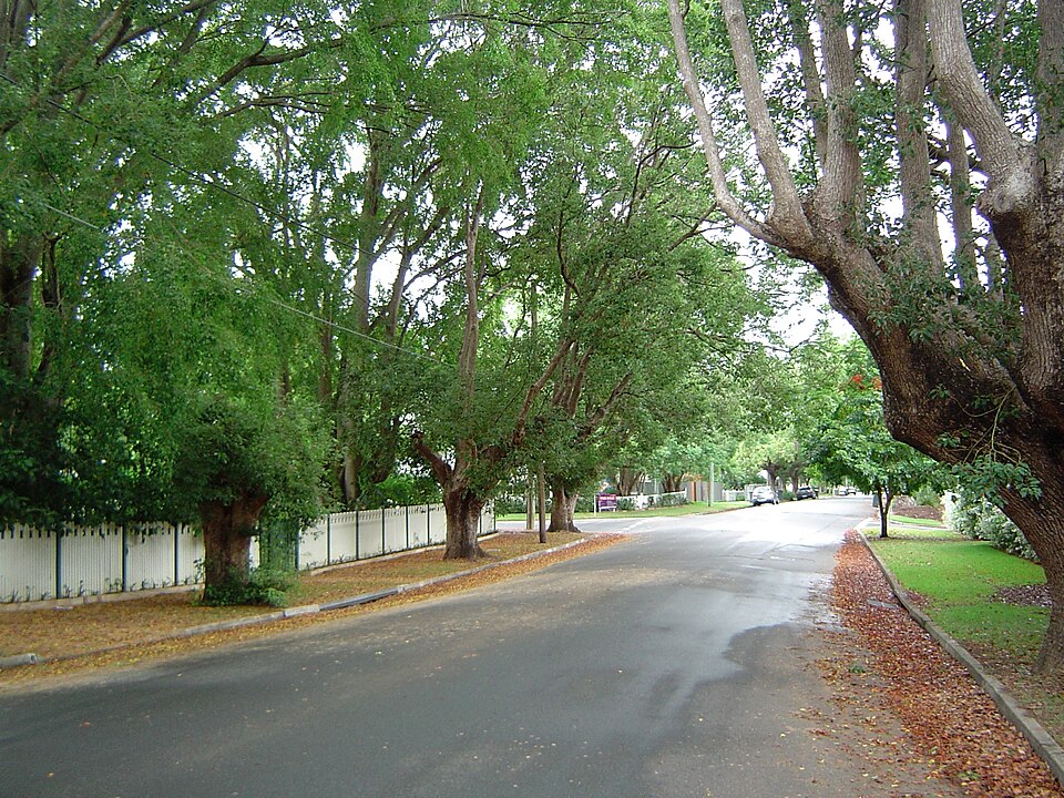 Camphor laurel trees along Laurel Avenue, Chelmer, Queensland