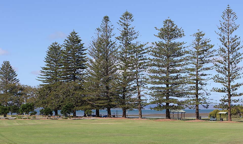 Norfolk Pines, G.J. Walter Park, Cleveland
